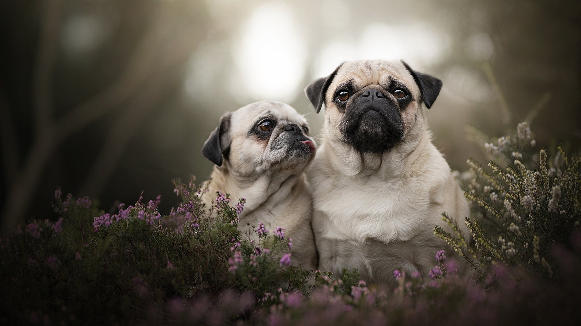 开云体育app-从清道夫到进攻尖刀，美加墨世界杯之夜，坎特一球定乾坤，重写足球哲学