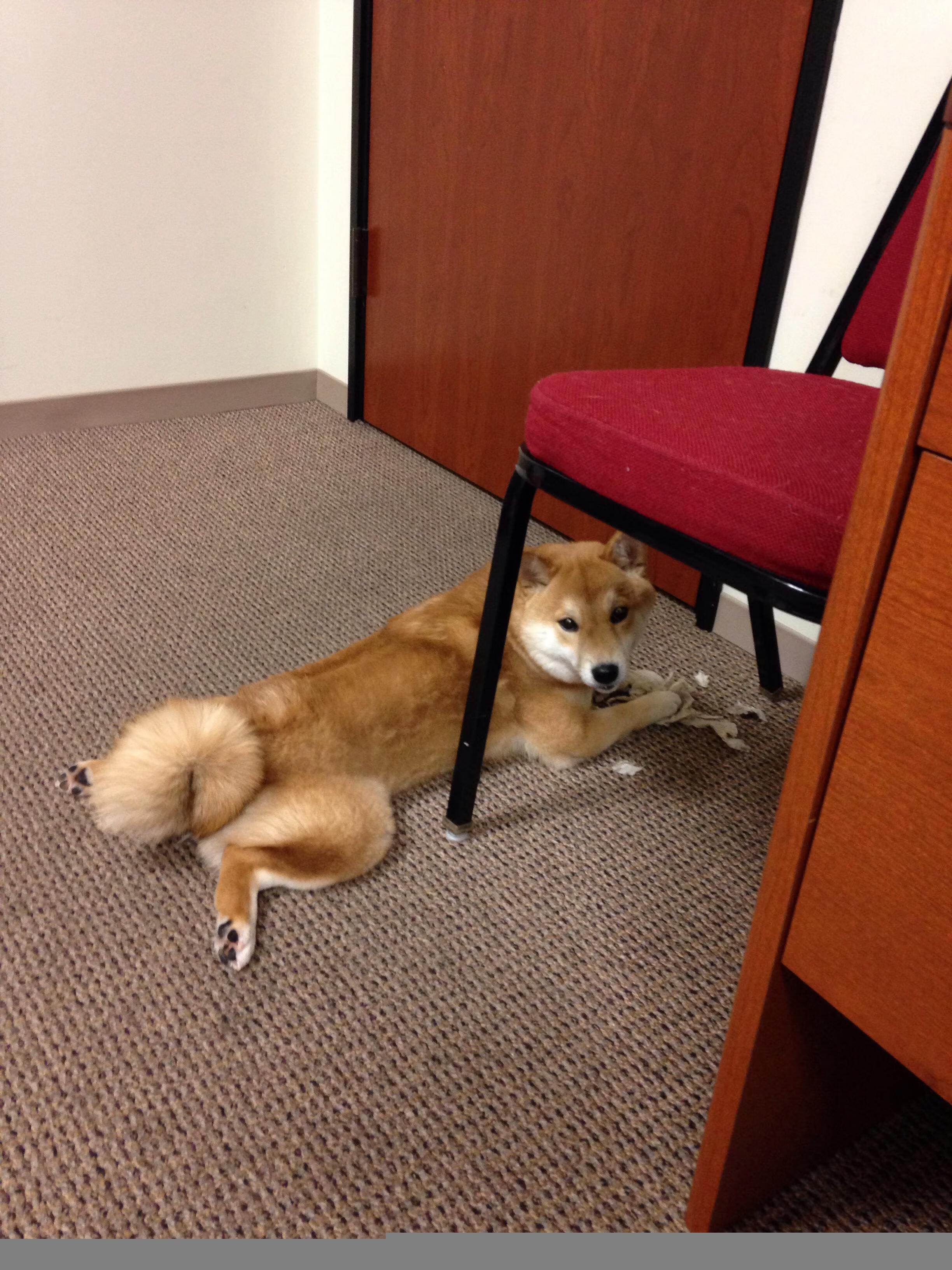 橙衣风暴再临！范戴克绝境救主，荷兰关键战重现曼联式铁血基因