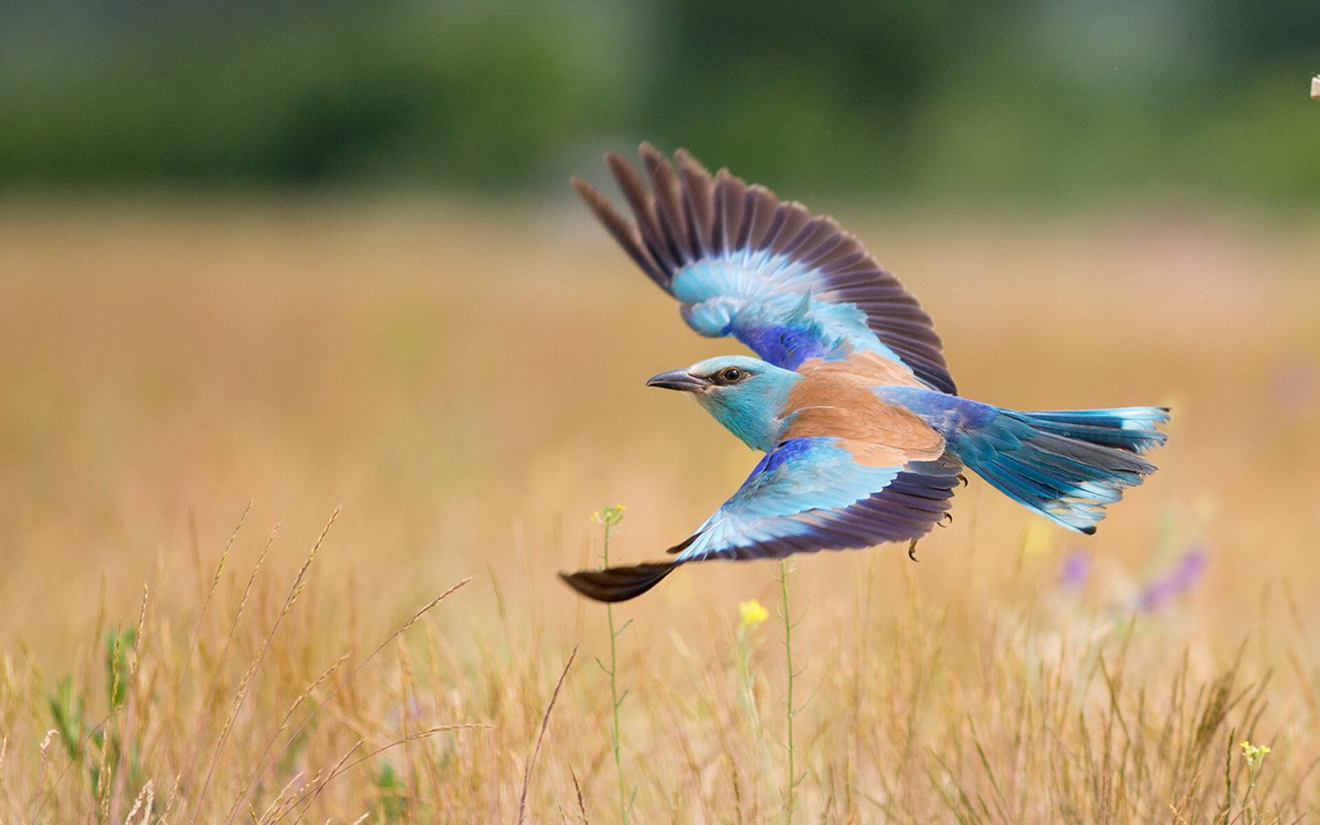 意甲焦点战之夜，奥纳纳统治全场，从门线到中圈，他重新定义了现代门将